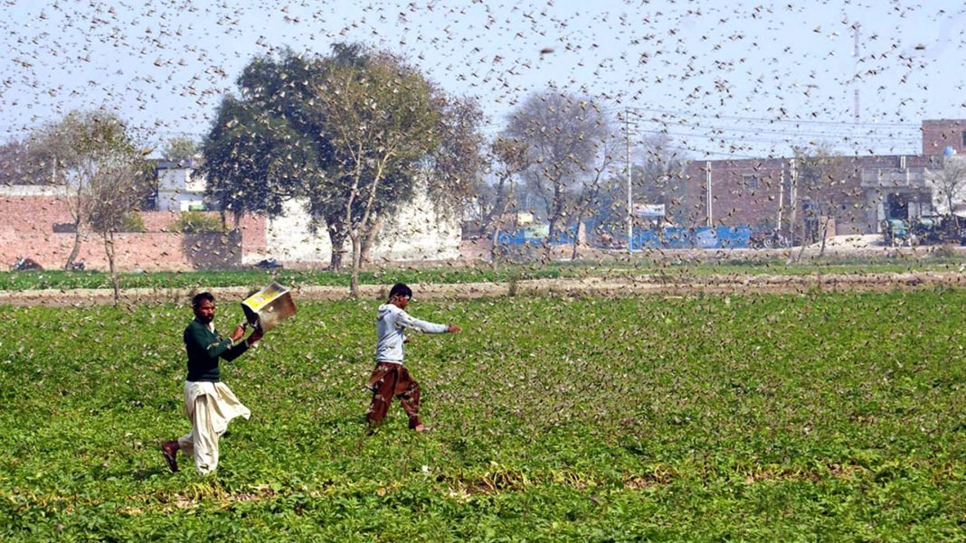 Locust Attack on Faridabad Locust Attack on Faridabad