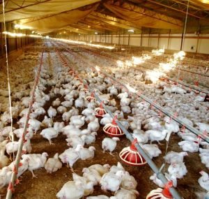 All you need to know about bird flu