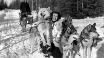 1936 Mary Joyce ends a 1,000 mile trip by dog in Alaska